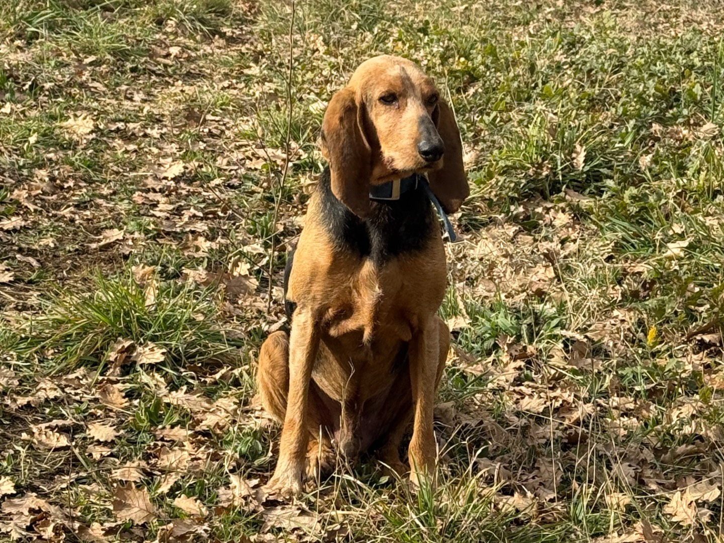 Adotta un cane, taglia media, maschio, Viterbo