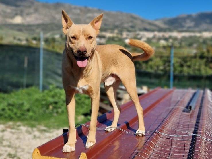 Adozione cane, maschio, Razza sconosciuta Razza sconosciuta, 3 anni, taglia media, Torino