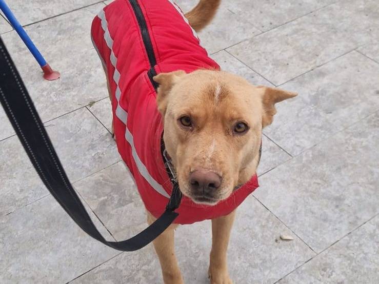 Adotta il cane Lapo a Torino