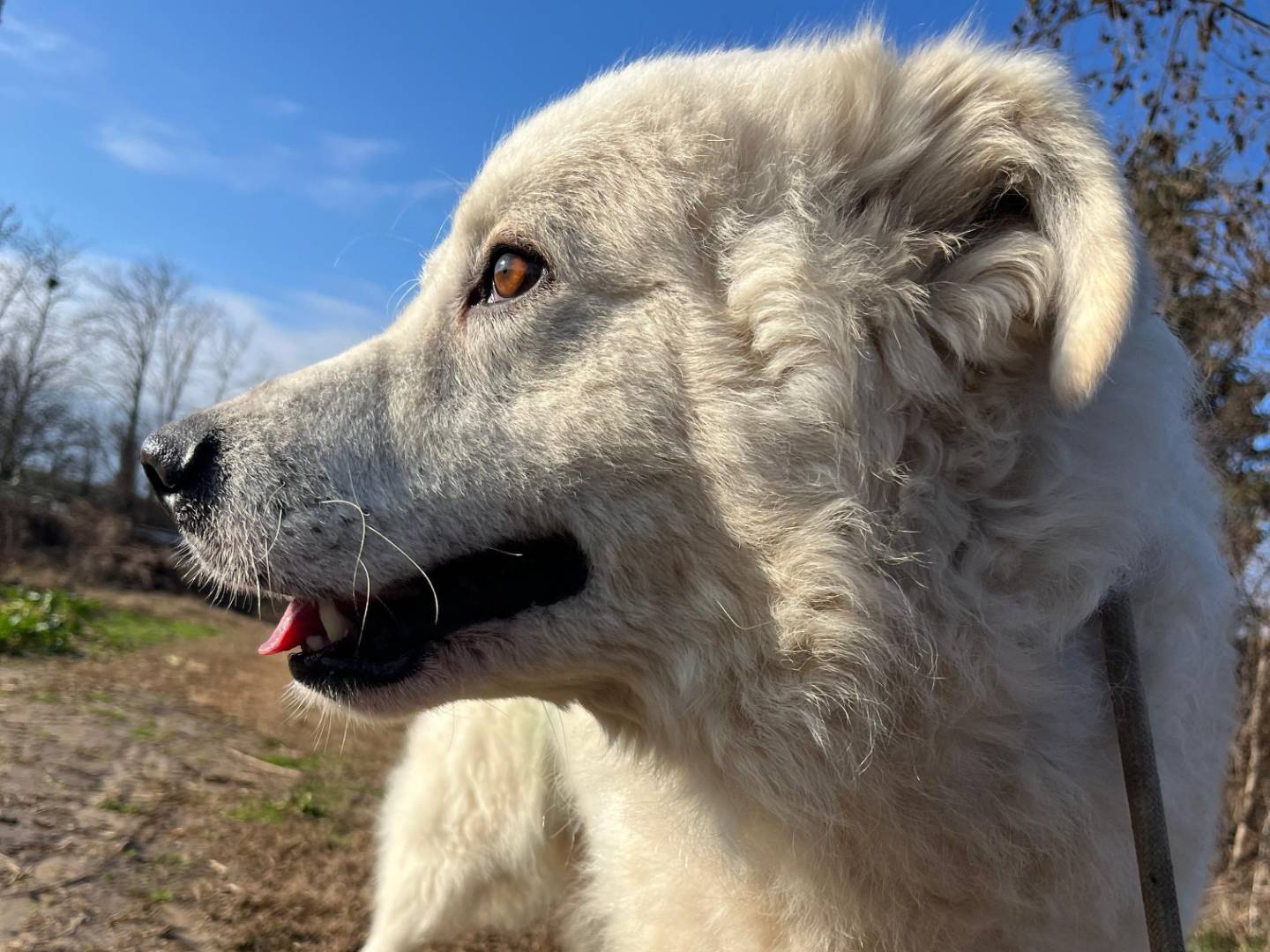 Adotta un cane, taglia gigante, maschio, Torino