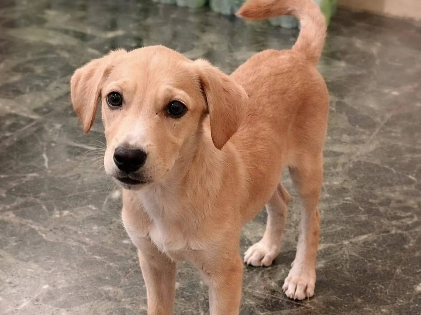 Adozione cane, maschio, Razza sconosciuta Razza sconosciuta, 8 mesi, taglia media, Torino