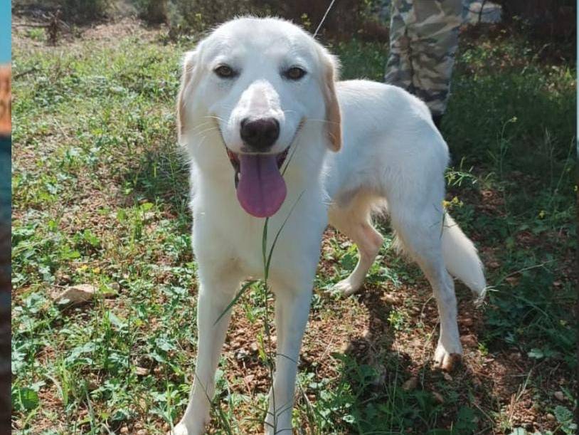 Adozione cane, maschio, Razza sconosciuta Razza sconosciuta, 4 anni e 8 mesi, taglia media, Torino