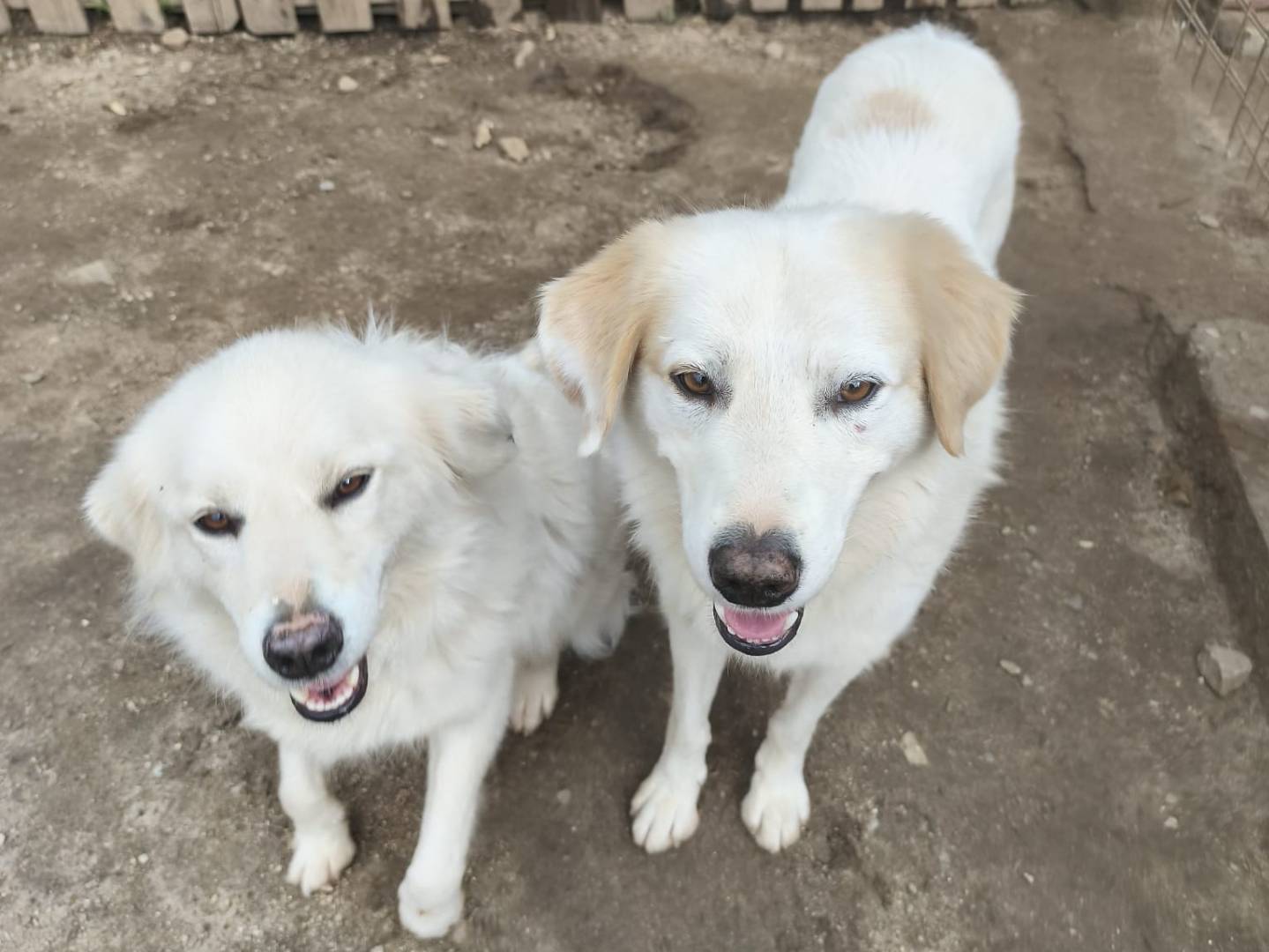 Adotta un cane, maschio, 4 anni e 8 mesi, Torino