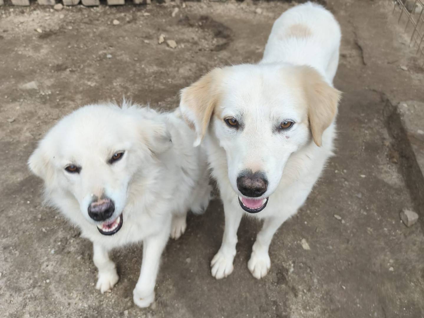 Adotta un cane, femmina, 4 anni e 8 mesi, Torino