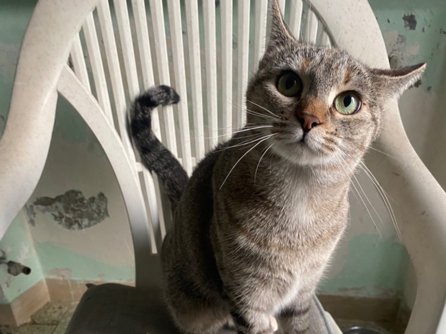 Adozione gatto, femmina, Razza sconosciuta Razza sconosciuta, 3 anni, taglia non valida, Teramo