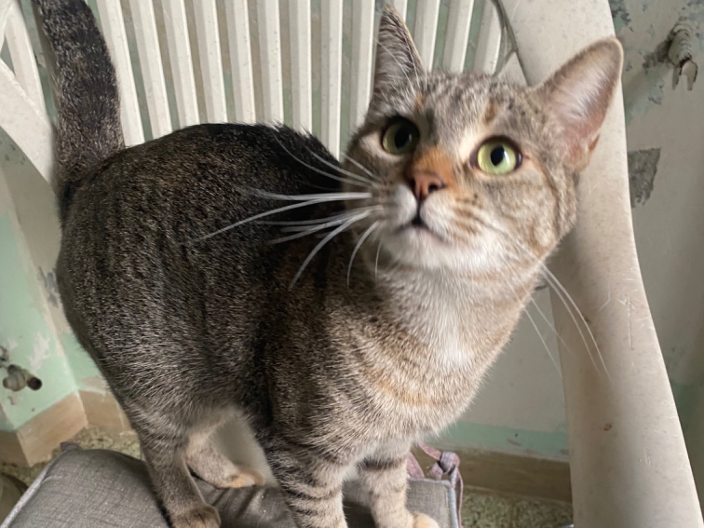 Adotta un gatto, femmina, 3 anni, Teramo