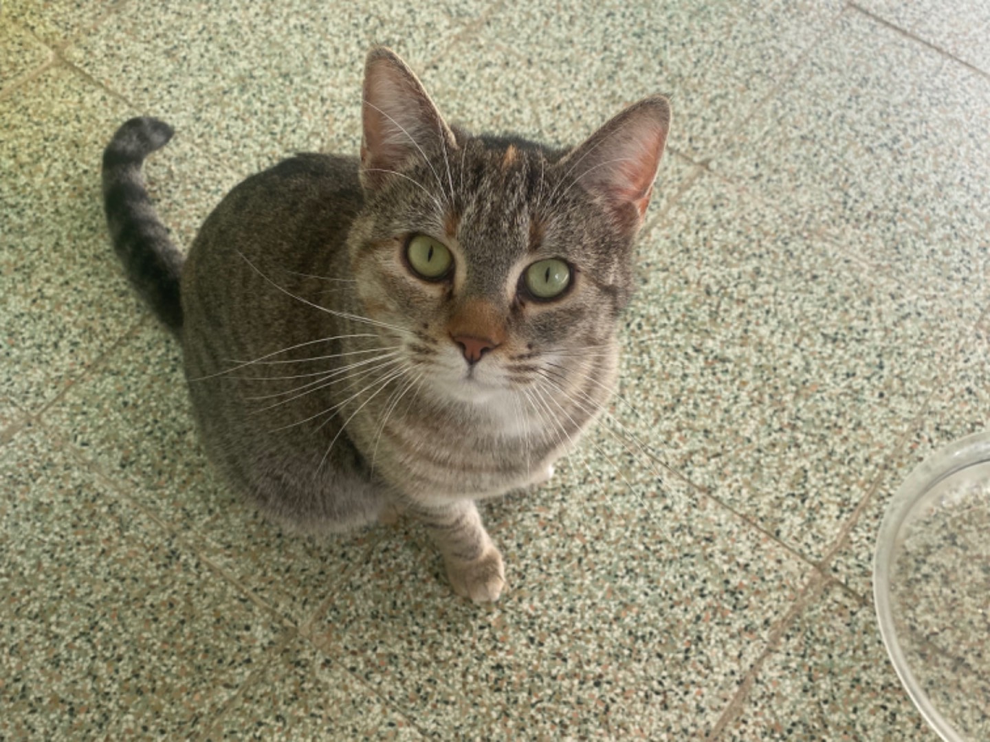 Vuoi adottare un gatto a Teramo?