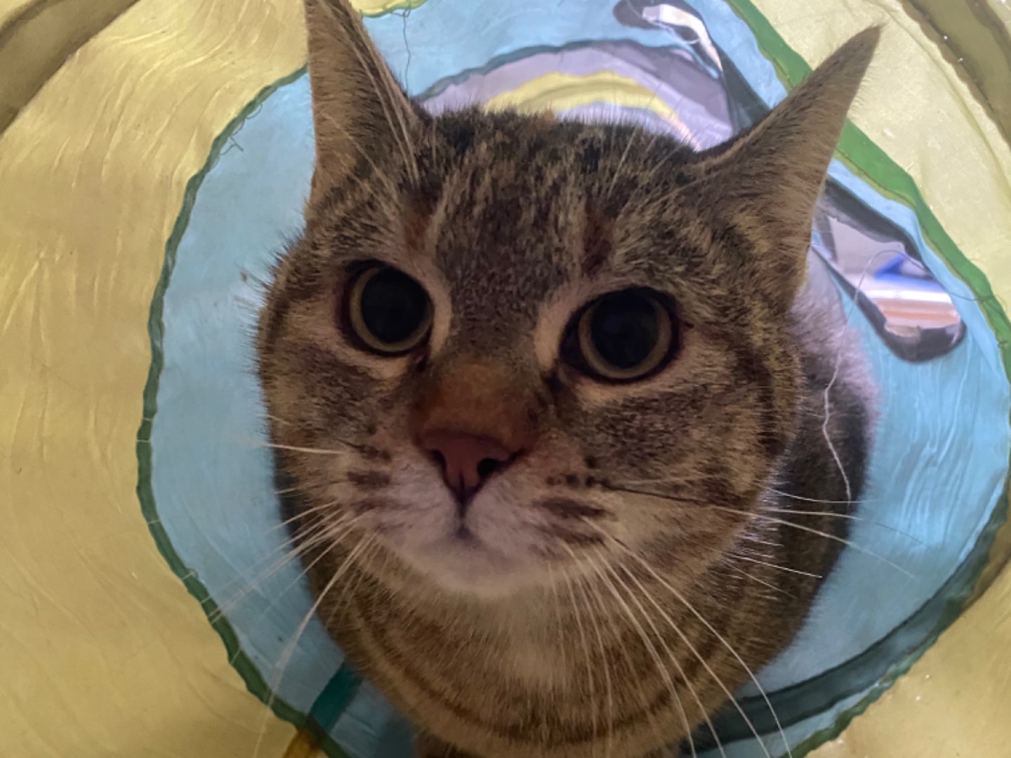 Adotta il gatto Cicci a Teramo