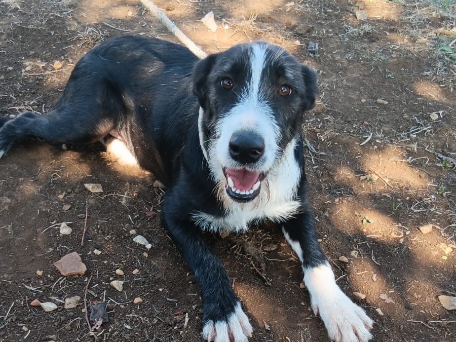 Adozione cane, maschio, Razza sconosciuta Razza sconosciuta, 10 mesi, taglia piccola, Latina