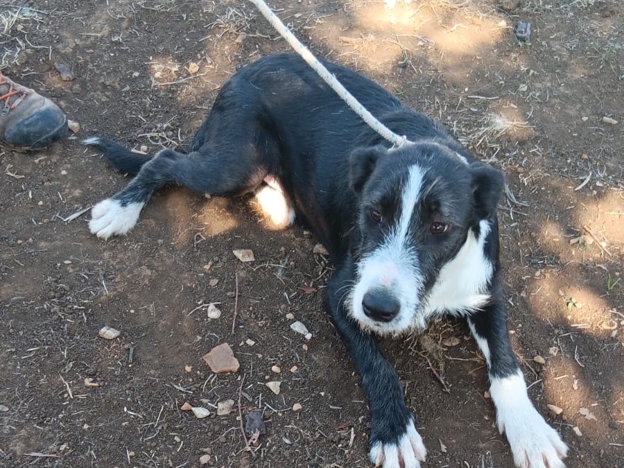 Vuoi adottare un cane a Latina?