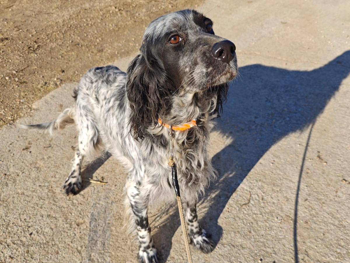 Adozione cane, femmina, Setter Inglese Razza sconosciuta, 1 anno e 5 mesi, taglia media, Macerata