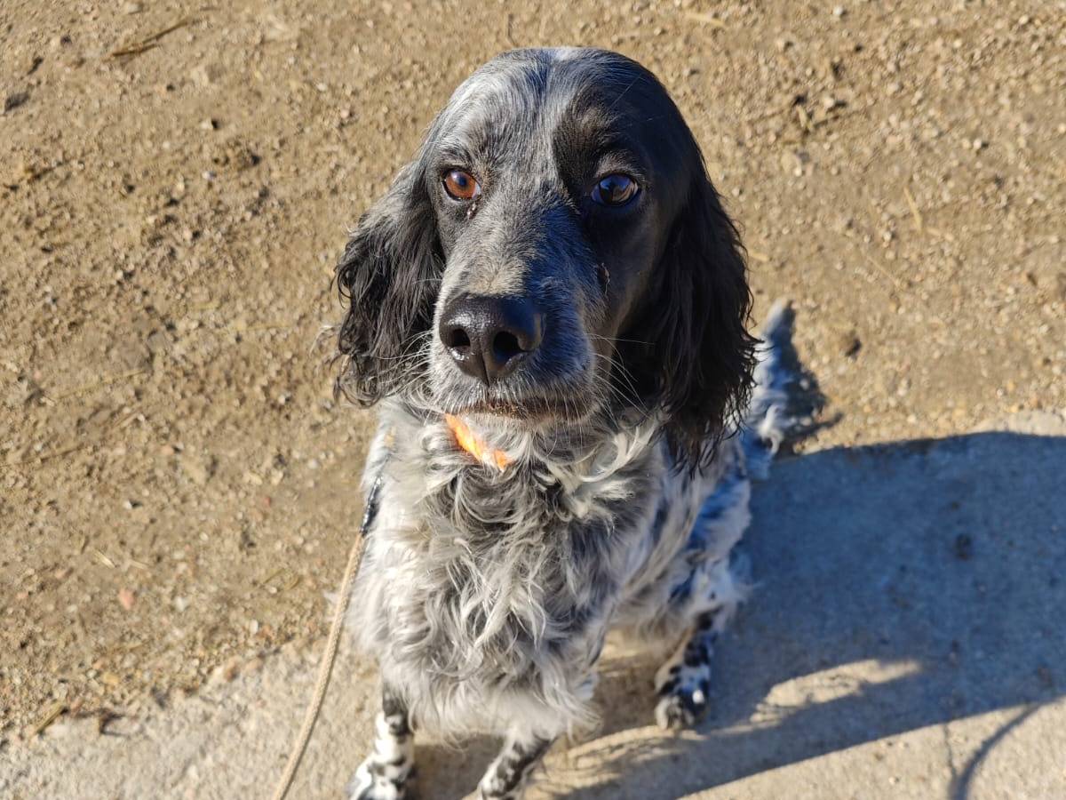 Adotta un cane, femmina, 1 anno e 5 mesi, Macerata