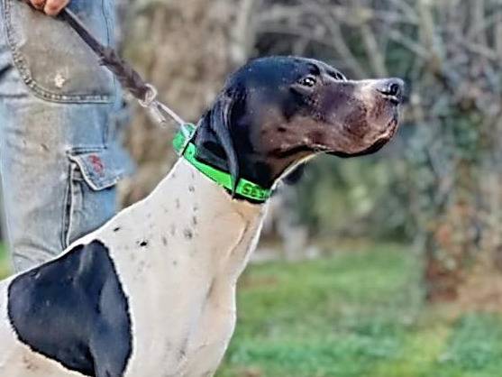 Adotta un cane, maschio, 3 anni e 5 mesi, Novara