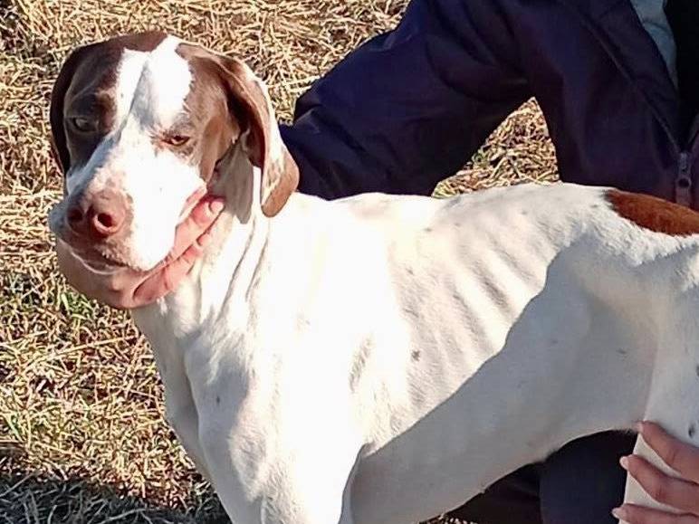 Adozione cane, femmina, Pointer Razza sconosciuta, 10 mesi, taglia media, Macerata