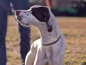 Adotta un cane, femmina, 10 mesi, Macerata