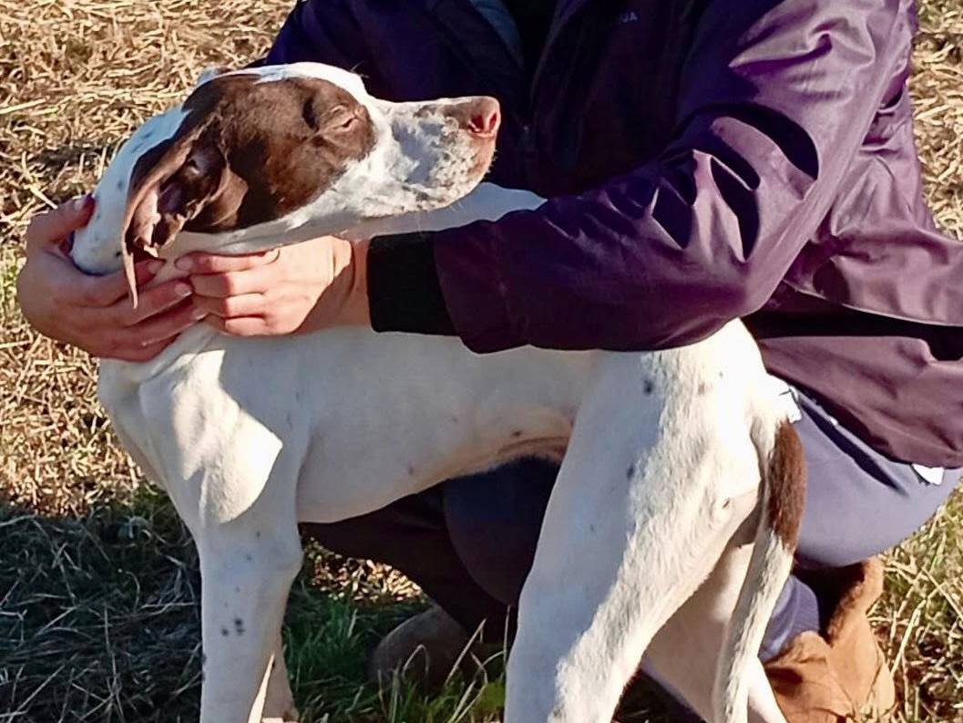 Vuoi adottare un cane a Macerata?