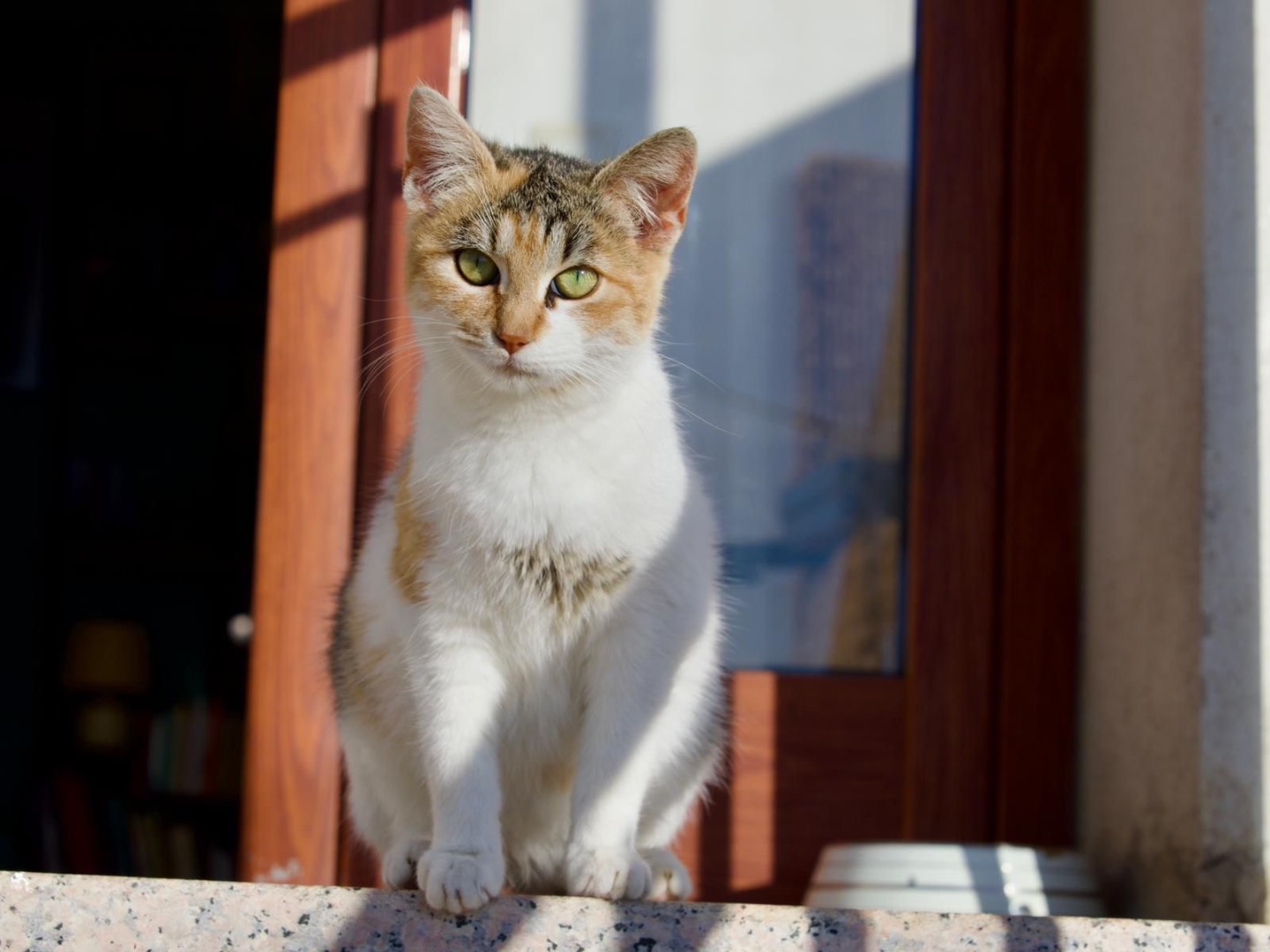 Adotta un gatto, femmina, 7 mesi, Trento