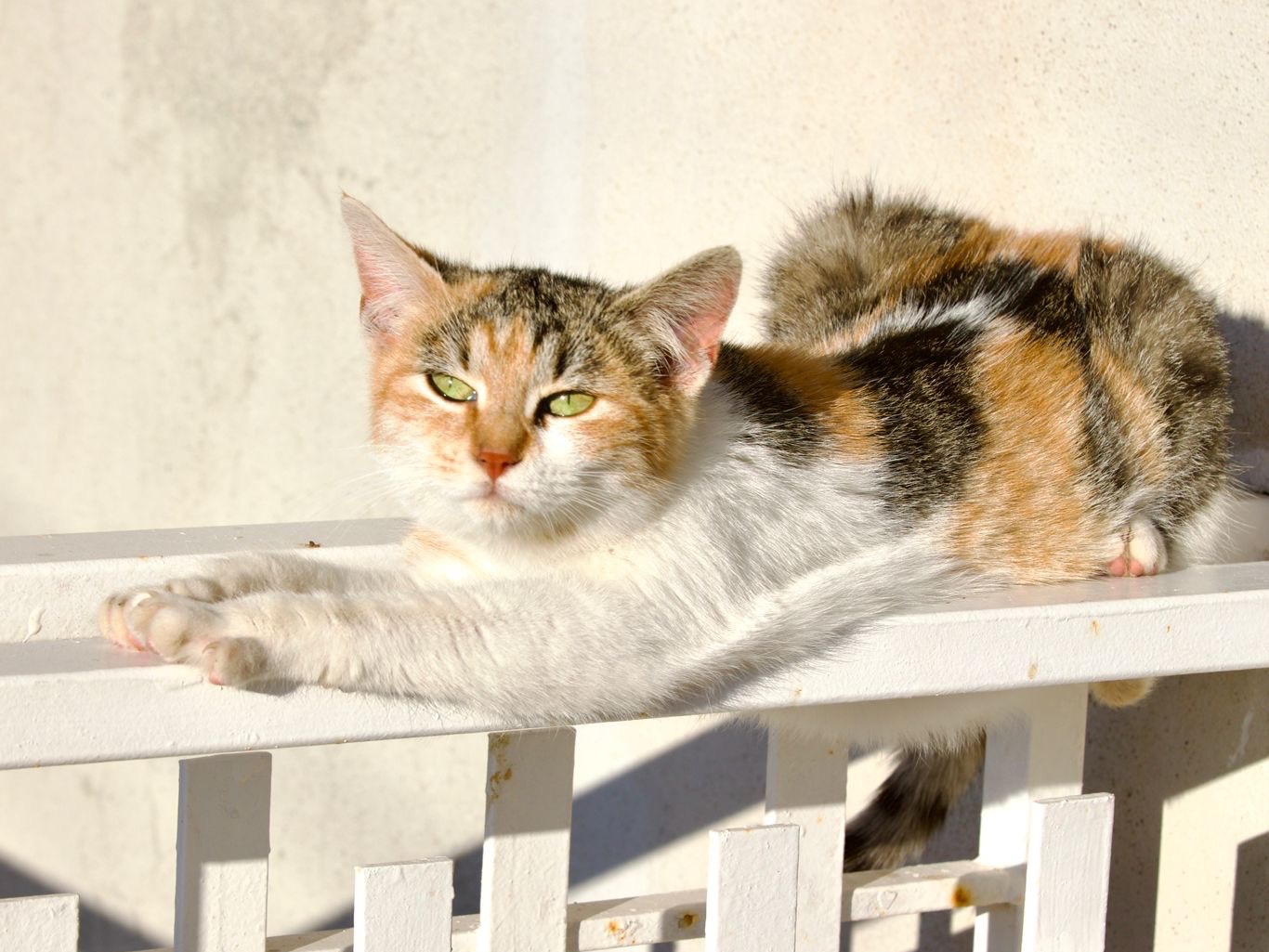 Adotta un gatto, taglia non valida, femmina, Trento