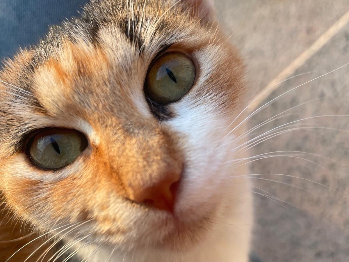 Vuoi adottare un gatto a Trento?