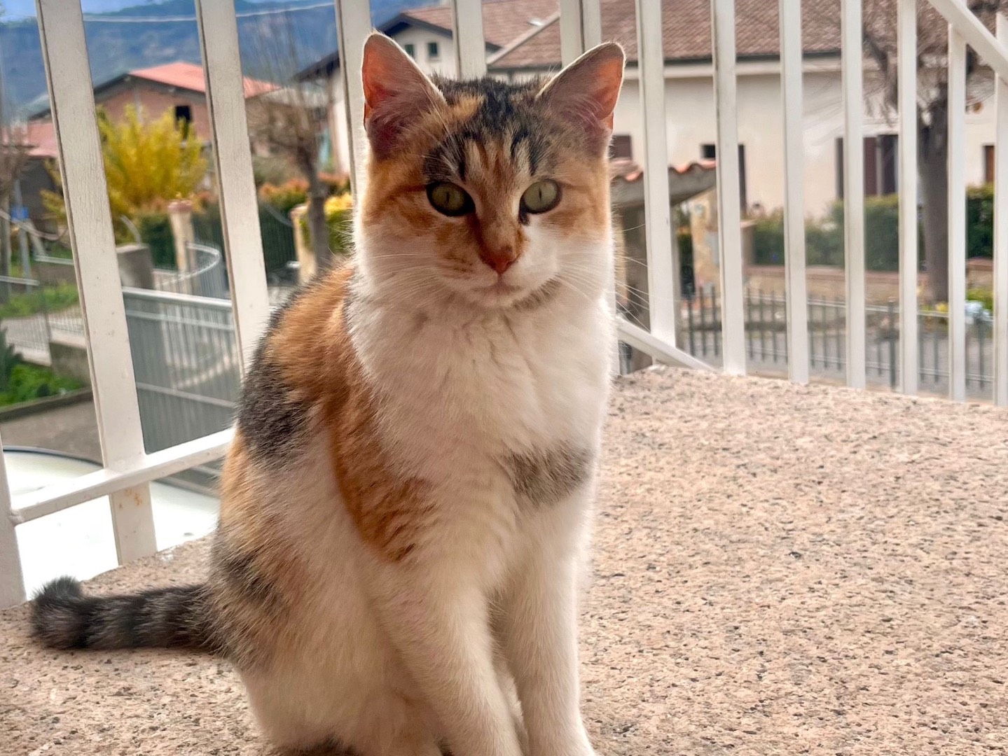Adotta il gatto Zoya a Trento