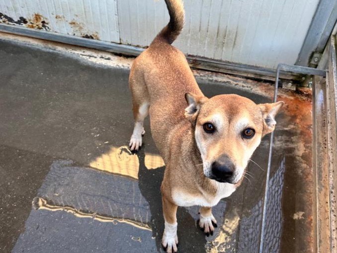 Adozione cane, maschio, Razza sconosciuta Razza sconosciuta, 1 anno e 10 mesi, taglia media contenuta, Latina