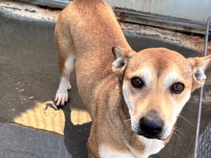 Adotta un cane, maschio, 1 anno e 10 mesi, Latina