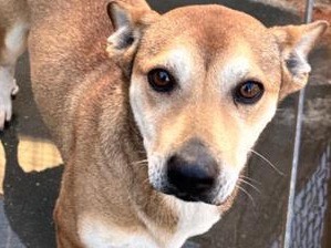 Adotta un cane, taglia media contenuta, maschio, Latina