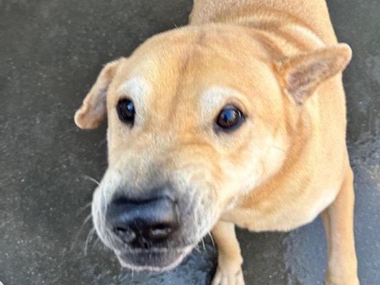 Adotta un cane, maschio, 11 anni, Latina