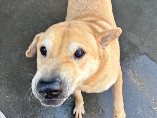 Adotta un cane, taglia media contenuta, maschio, Latina