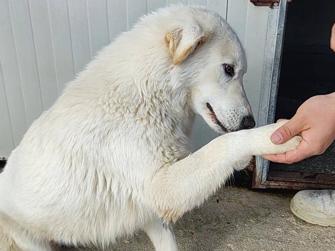 Adozione cane, femmina, Golden Retriever Razza sconosciuta, 1 anno, taglia media, Trapani