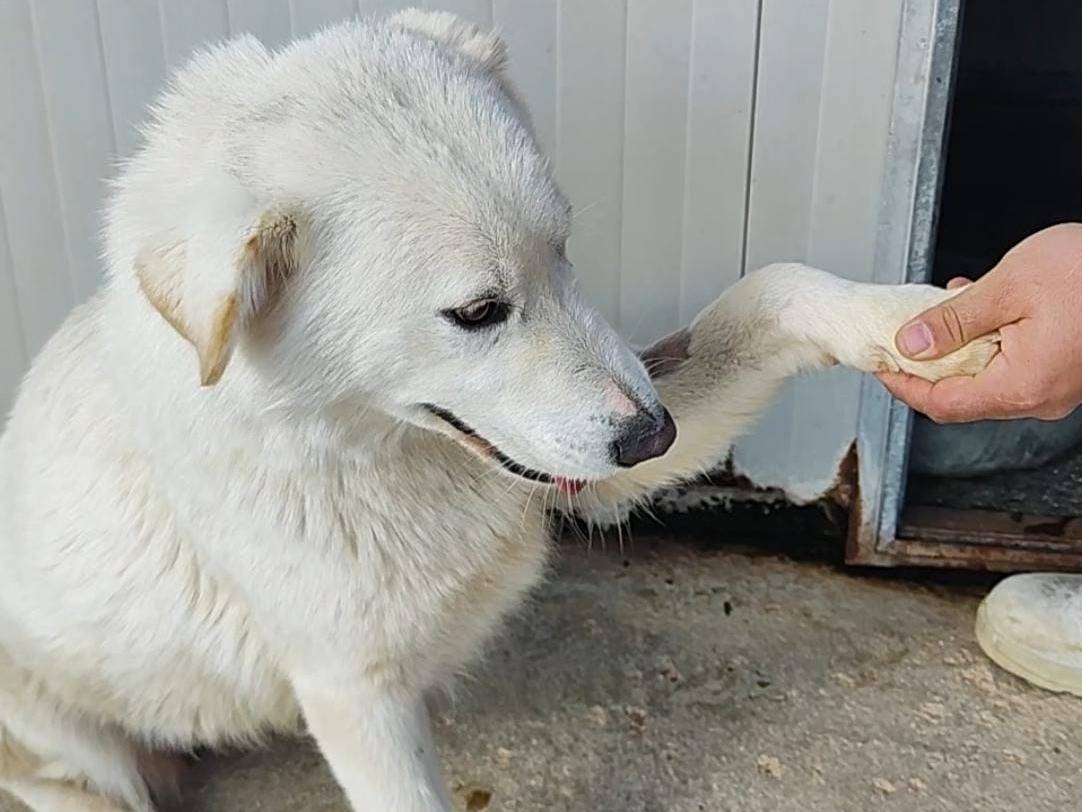 Adotta un cane, femmina, 1 anno, Trapani