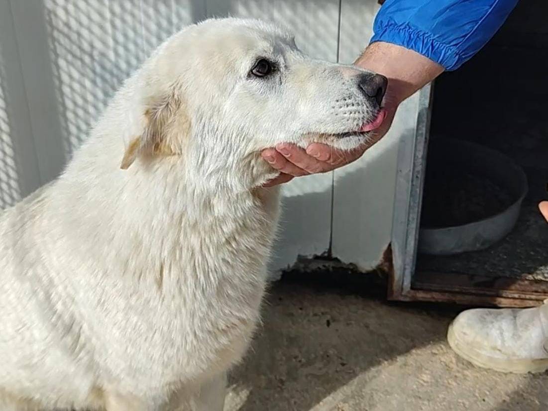 Adotta un cane, taglia media, femmina, Trapani