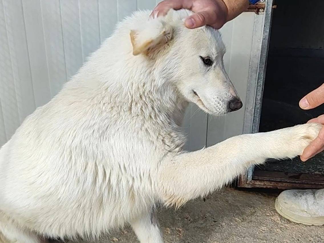 Vuoi adottare un cane a Trapani?