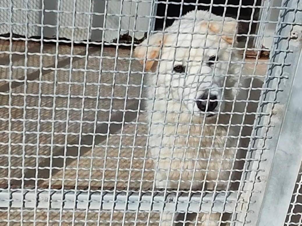 Adotta il cane Neve a Trapani