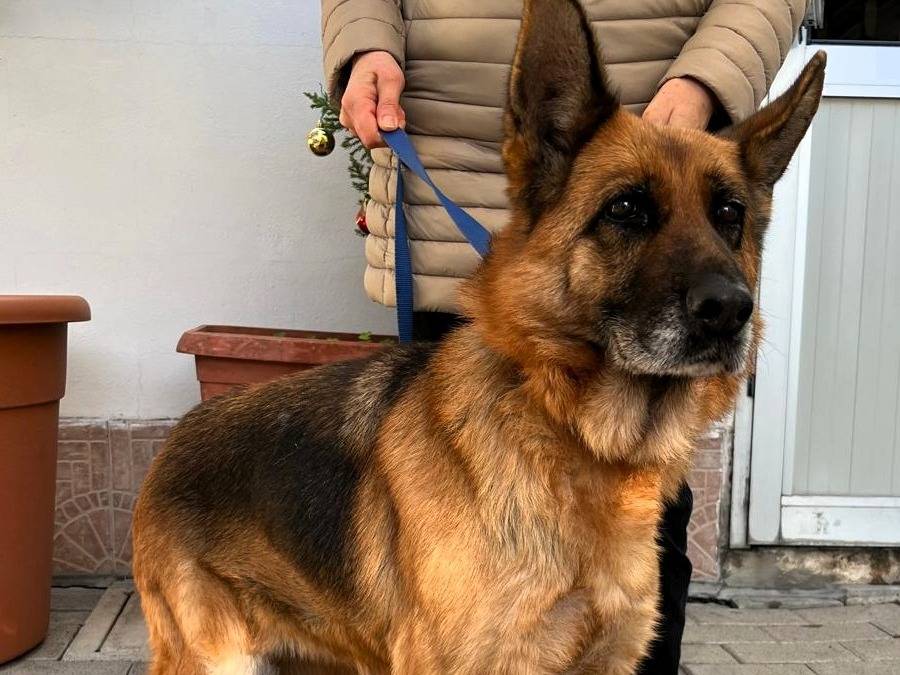 Adozione cane, femmina, Razza sconosciuta Razza sconosciuta, 8 anni e 8 mesi, taglia media, Milano