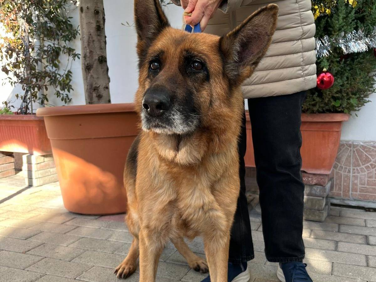 Adotta un cane, femmina, 8 anni e 8 mesi, Milano