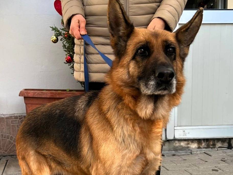 Adotta un cane, taglia media, femmina, Milano