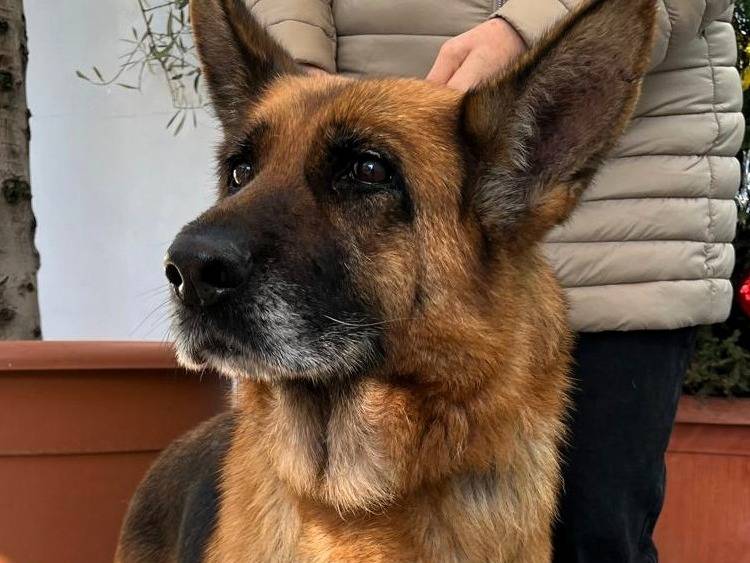 Vuoi adottare un cane a Milano?