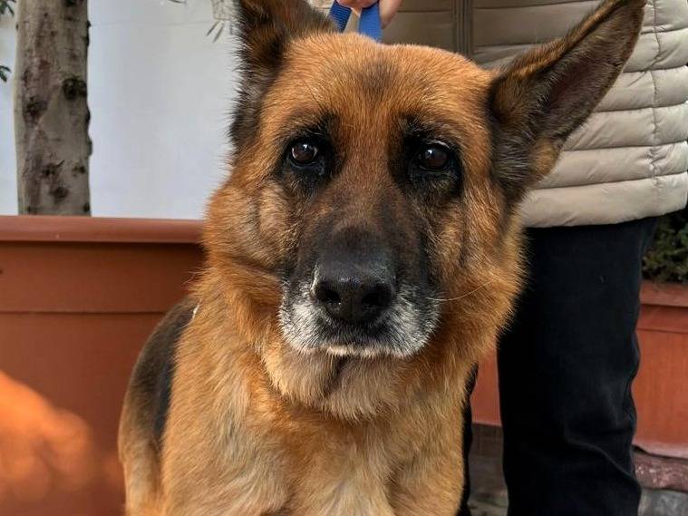 Adotta il cane GIANNA a Milano