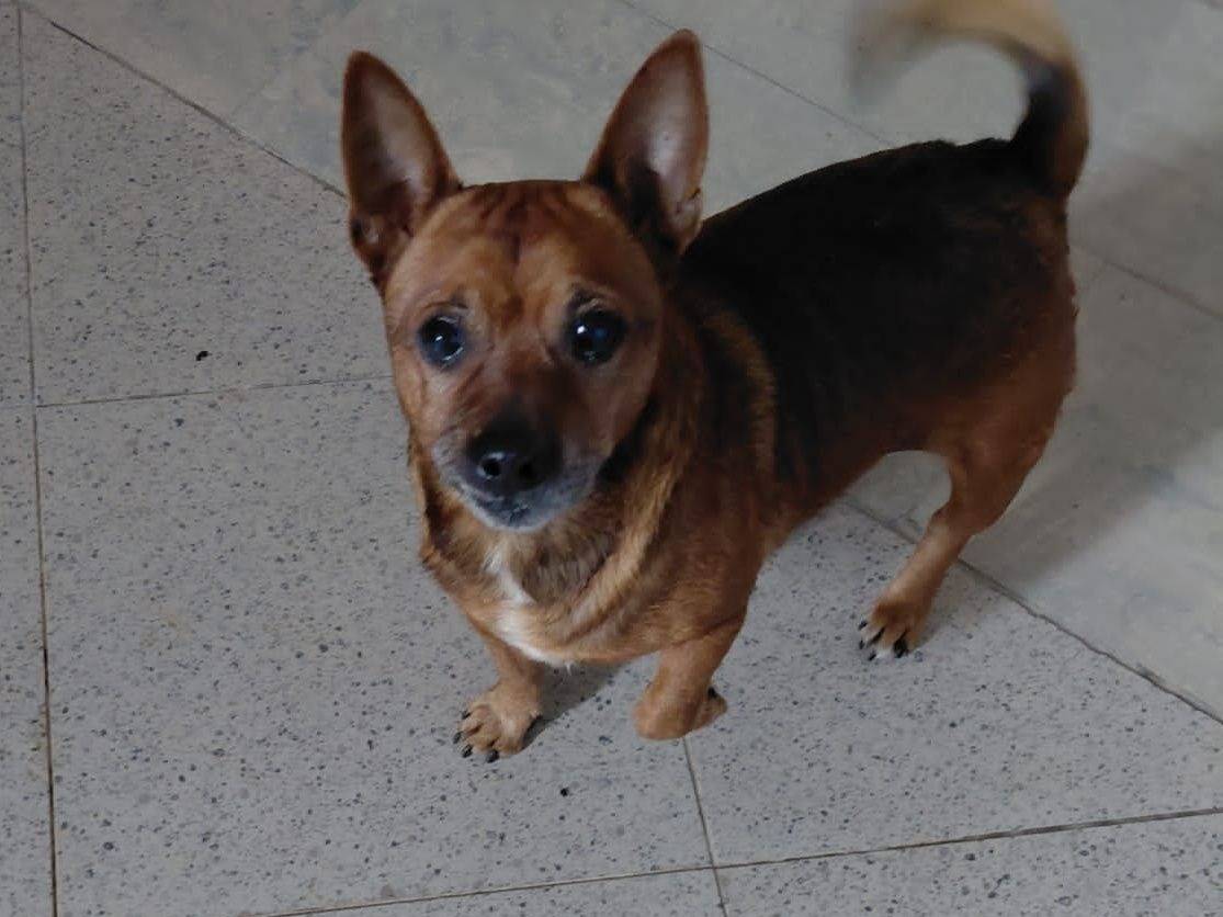 Adozione cane, maschio, Razza sconosciuta Razza sconosciuta, 10 anni e 2 mesi, taglia piccola, Crotone