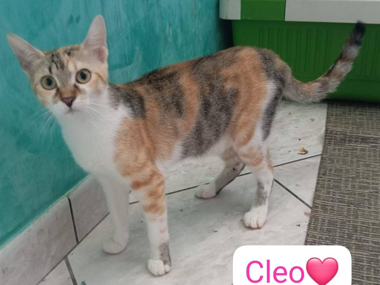 Adozione gatto, femmina, Razza sconosciuta Razza sconosciuta, 6 mesi, taglia non valida, Milano