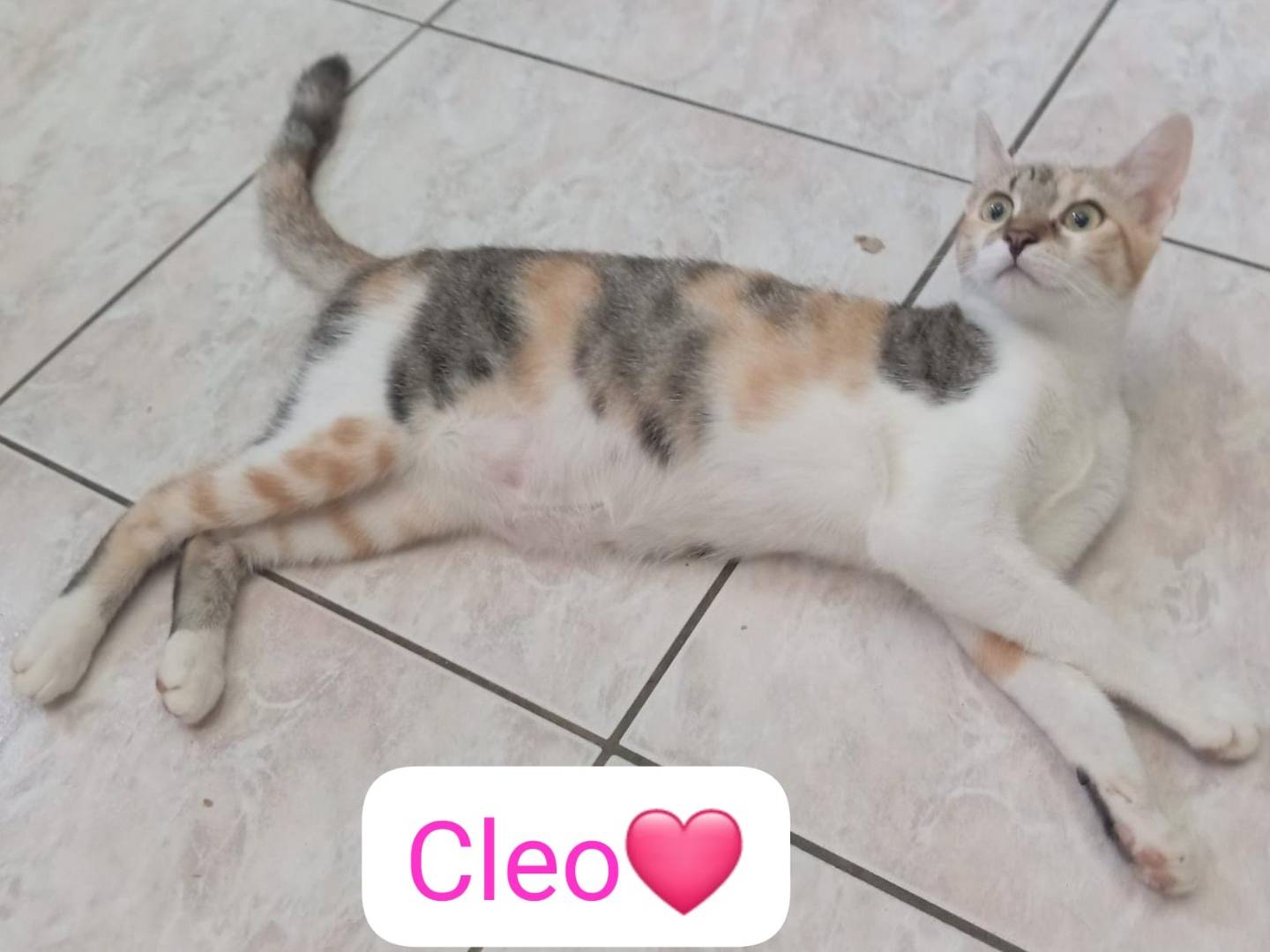 Adotta un gatto, femmina, 6 mesi, Milano