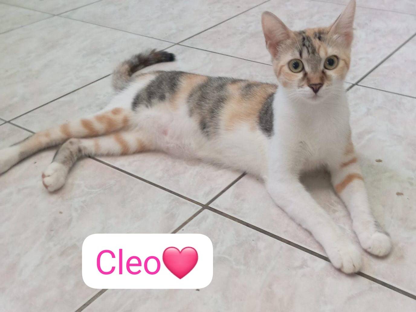 Adotta un gatto, taglia non valida, femmina, Milano