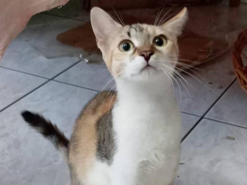 Vuoi adottare un gatto a Milano?