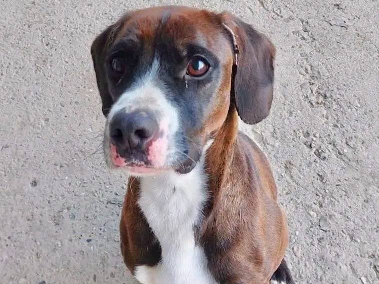 Adozione cane, maschio, Razza sconosciuta Razza sconosciuta, 3 anni e 10 mesi, taglia media contenuta, Cremona
