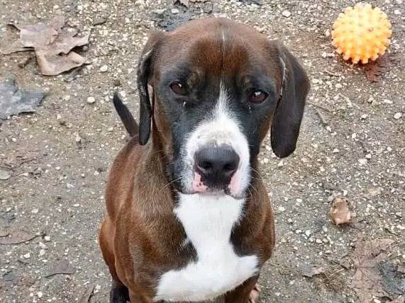 Adotta un cane, maschio, 3 anni e 10 mesi, Cremona