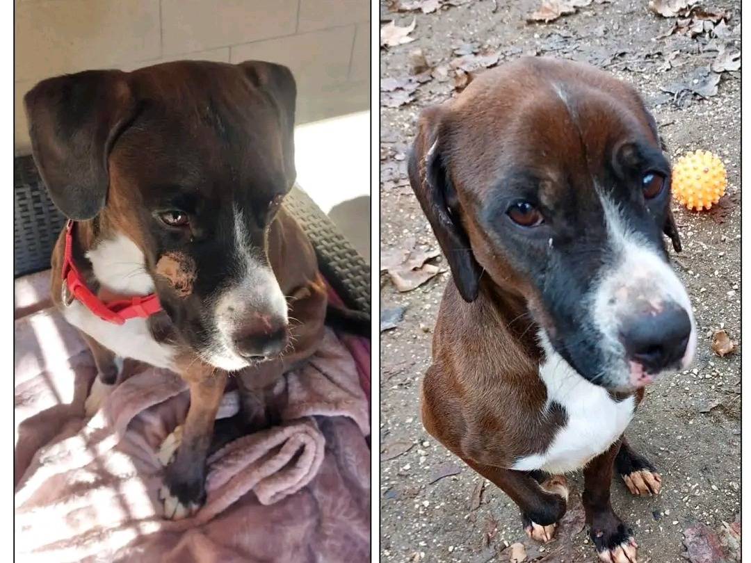 Adotta un cane, taglia media contenuta, maschio, Cremona