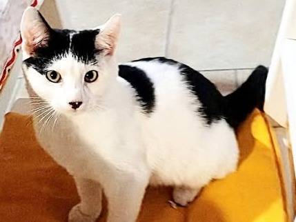 Adozione gatto, maschio, Razza sconosciuta Razza sconosciuta, 7 mesi, taglia non valida, Asti