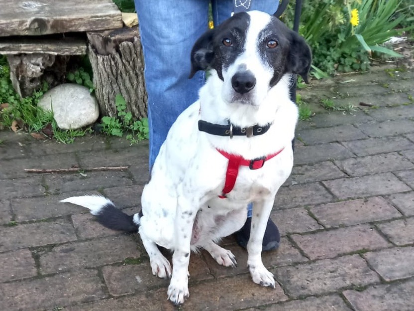 Adotta il cane Sally a Pescara