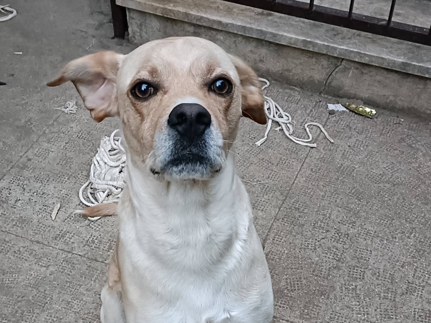 Adozione cane, maschio, Razza sconosciuta Razza sconosciuta, 3 anni e 7 mesi, taglia media contenuta, Caserta